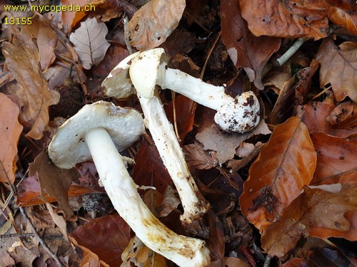 Amanita citrina - 