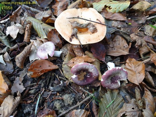 Russula cavipes - 