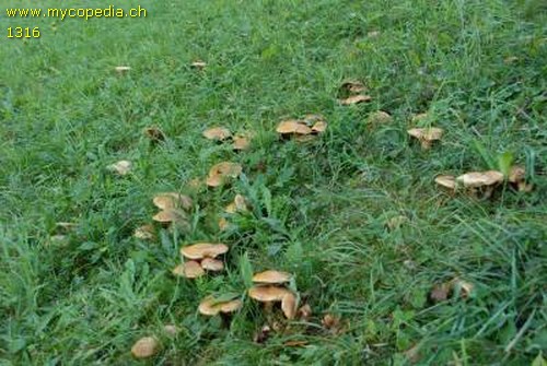 Cortinarius allutus - 