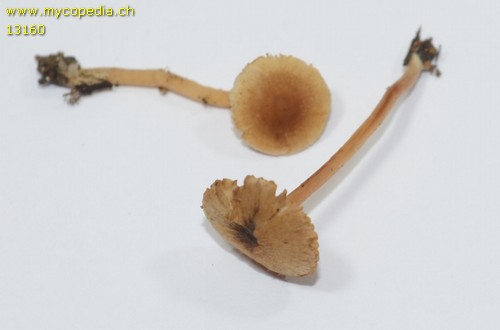 Inocybe petiginosa - 