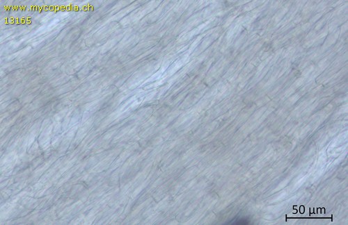 Myochromella boudieri - HDS - 