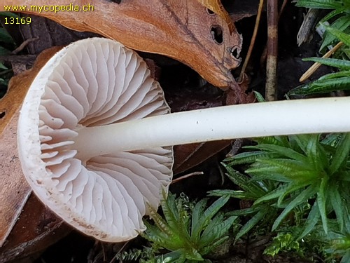 Mycena rosea f. candida - 