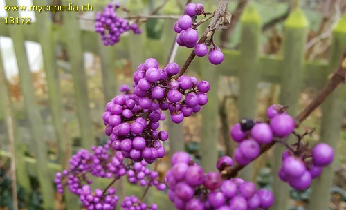 Callicarpa bodinieri - 