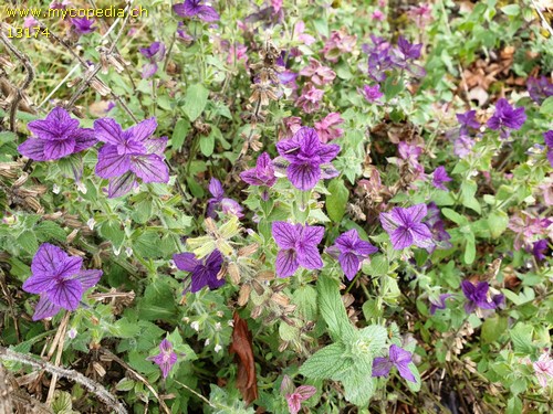 Salvia viridis - 