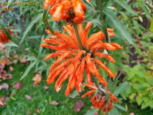 Monarda didyma - 