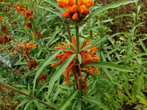 Monarda didyma - 