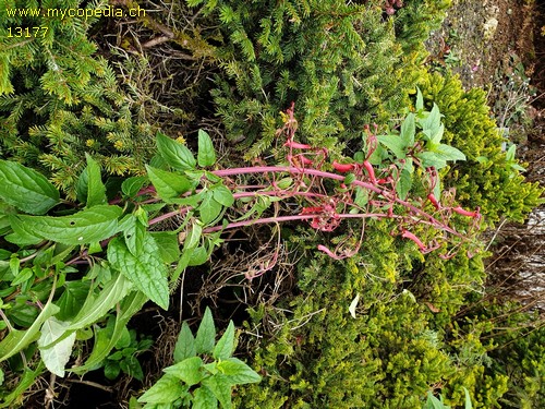 Potentilla megalantha - 