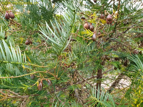 Cephalotaxus fortunei - 