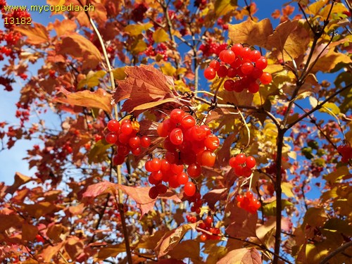 Viburnum Sargentii - 