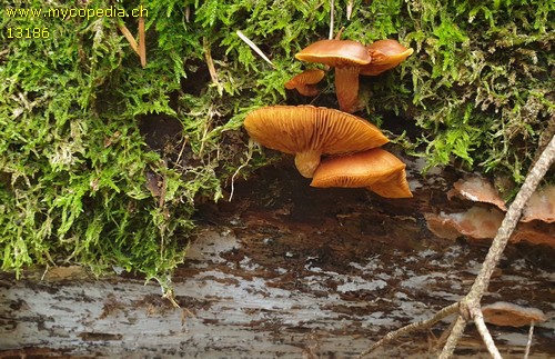 Galerina stylifera - 