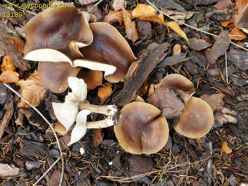 Melanoleuca cognata - 