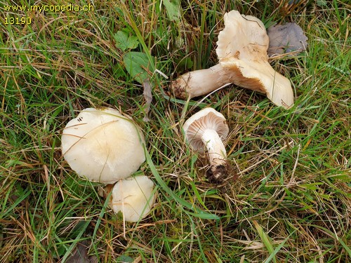 Hygrophorus pudorinus - 