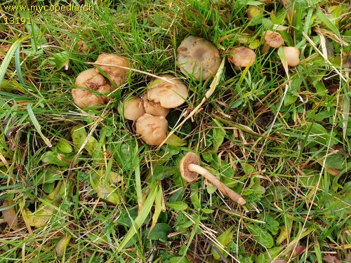 Marasmius oreades - 