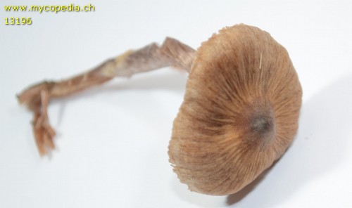 Cortinarius tortuosus - 