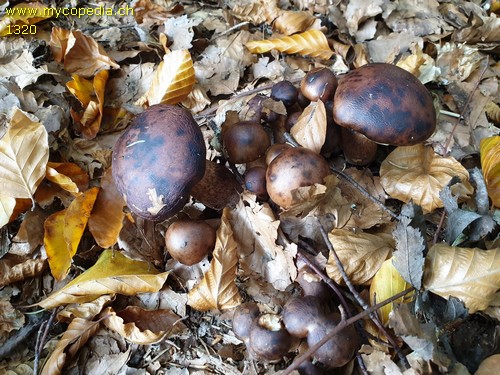 Tricholoma ustale - 