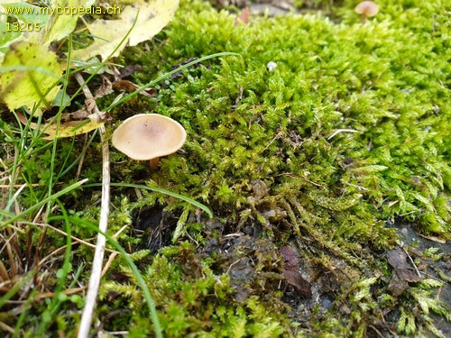 Clitocybe obsoleta - 