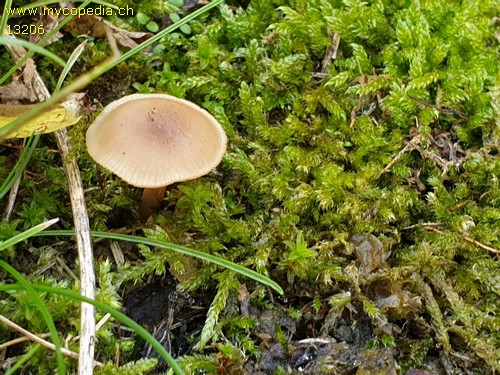 Clitocybe obsoleta - 