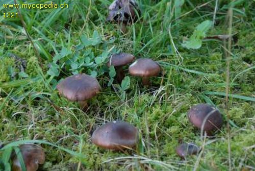Tricholoma ustale - 