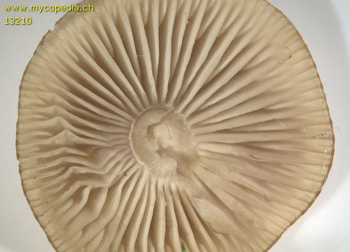 Clitocybe obsoleta - 