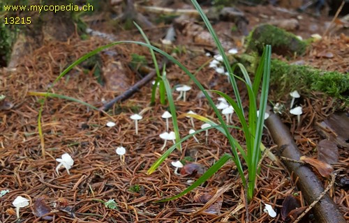 Hemimycena lactea - 