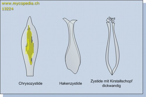 kristalltragende Zystiden - 