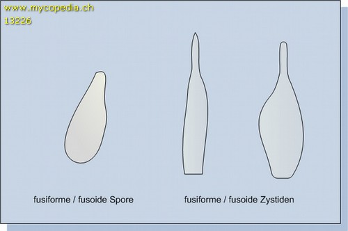 Zystidenformen - 