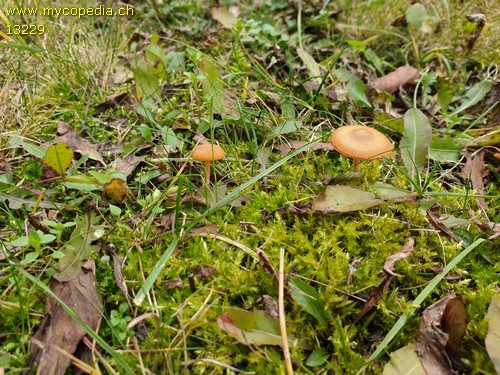 Galerina graminea - 