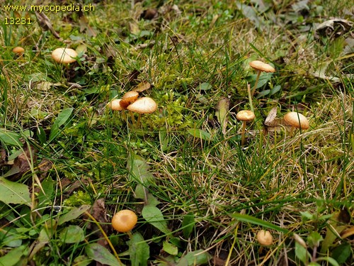 Galerina graminea - 