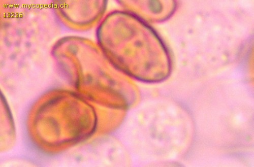 Galerina graminea - Spore/n - 