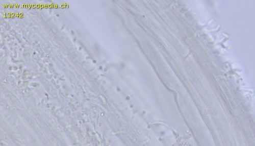 Collybiopsis ramealis - Kortikialschichthyphen - 