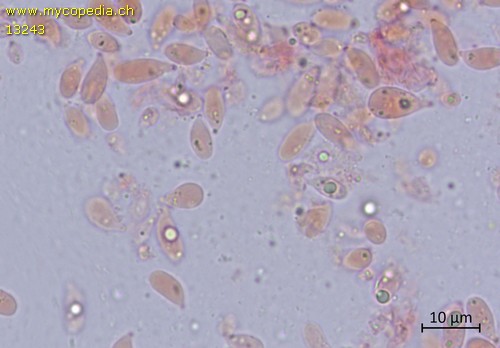 Collybiopsis ramealis - 