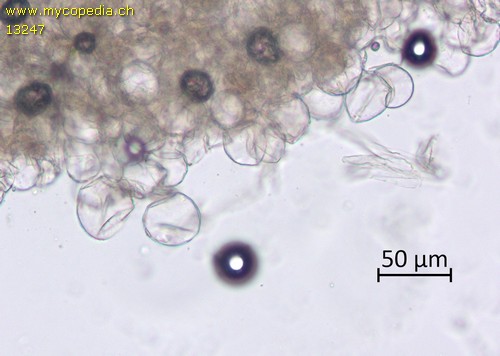 Cystolepiota seminuda - 