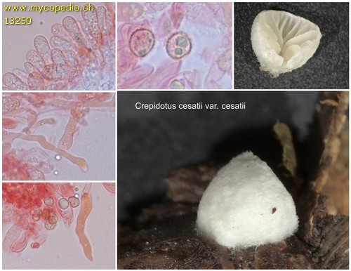 Crepidotus cesatii var. cesatii - 