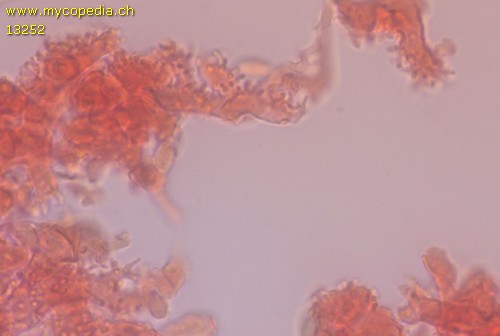 Collybiopsis quercophila - 