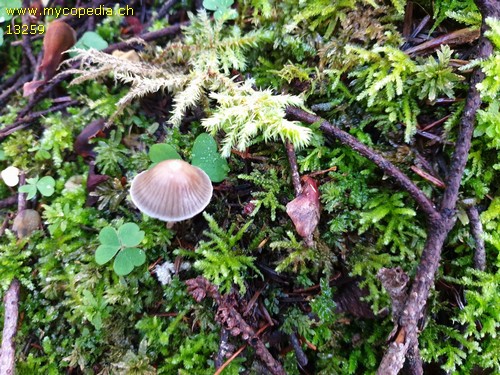 Mycena vulgaris - 