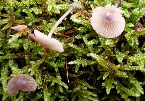 Mycena rubromarginata - 