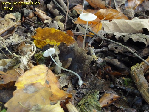 Mycena vitilis - 