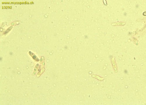Hemimycena gracilis - Sporen - 