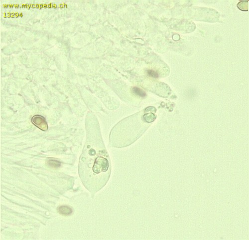 Hypholoma lateritium - Chrysozystiden - KOH  - 