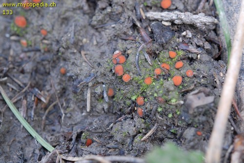 Scutellinia trechispora - 