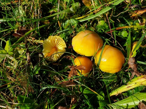 Hygrocybe chlorophana - 