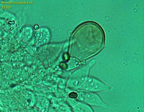 Psathyrella cotonea - Parazystide - 