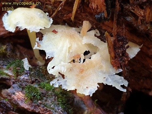 Chrysomphalina grossula - 