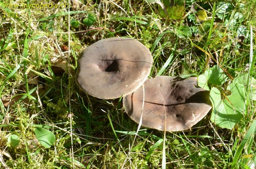 Lactarius picinus - 