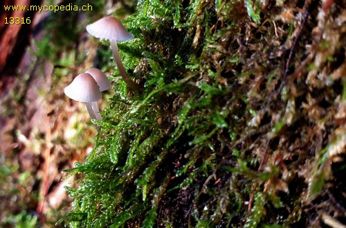 Mycena mirata - Cheilozystiden - Kongorot  - 