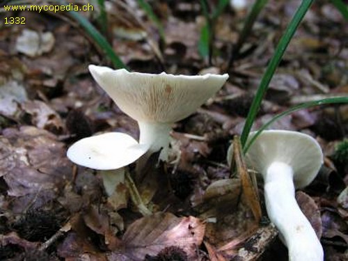 Lactarius piperatus - 