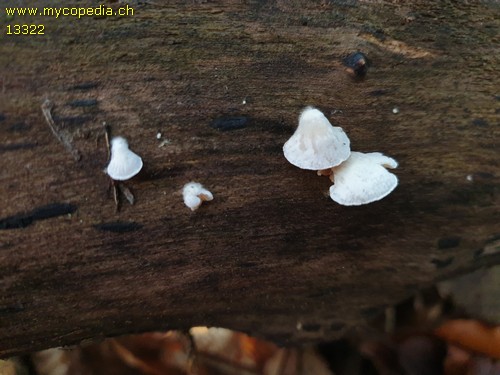 Crepidotus cesatii var. cesatii - 