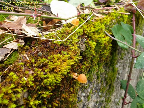 Galerina similis - 