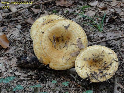 Lactarius zonarius - 