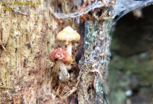 Galerina stylifera - 